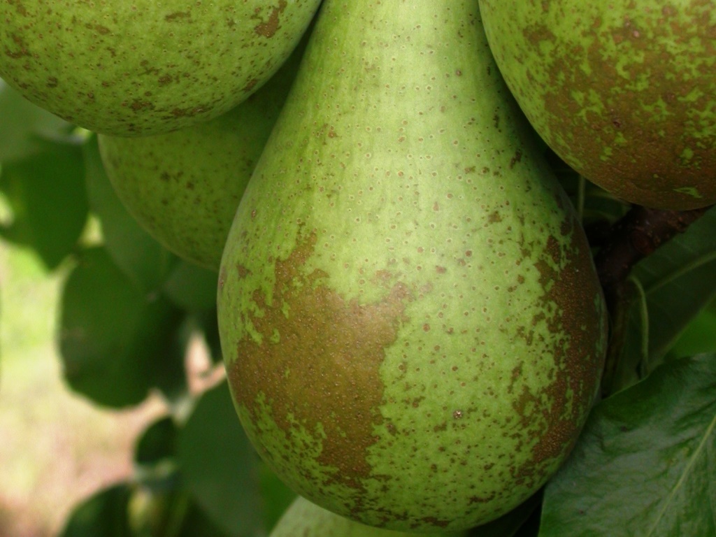 RostmBerostung aufgrund von RostmilbenMU.JPG